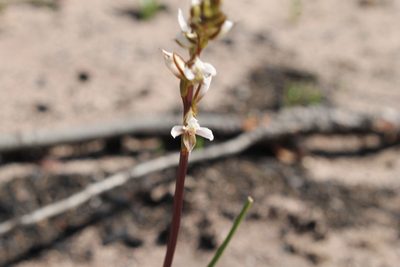 Prasophyllum hians, photographed by Em Lamond