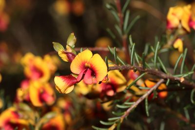 Dillwynia laxiflora, photographed by T. Hammer