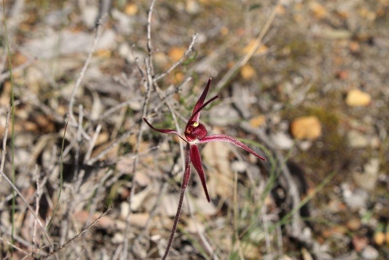 Caladenia footeana, photographed by Em Lamond