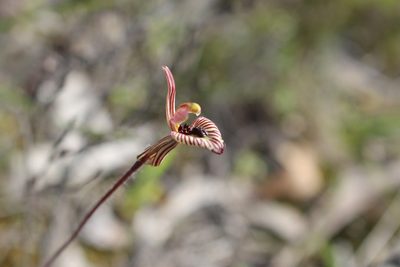 Caladenia cairnsiana, photographed by Em Lamond