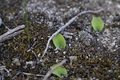 Leptoceras menziesii, photographed by Em Lamond
