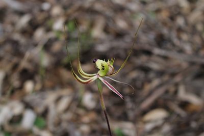 Caladenia falcata, photographed by Em Lamond