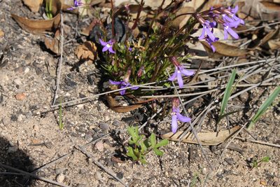 Lobelia rhombifolia, photographed by Em Lamond