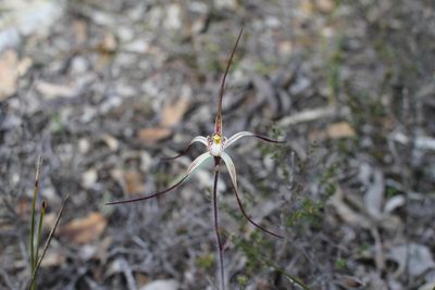 Caladenia polychroma, photographed by Em Lamond