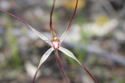 Caladenia polychroma, photographed by Em Lamond