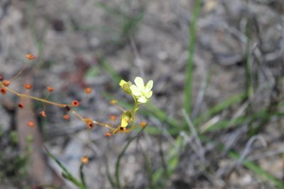 Drosera subhirtella, photographed by Em Lamond