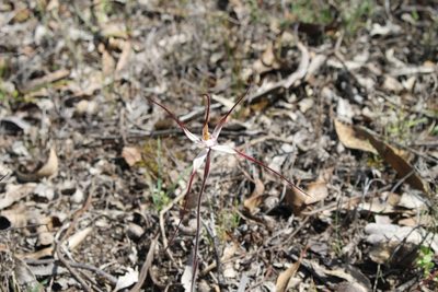 Caladenia polychroma, photographed by Em Lamond