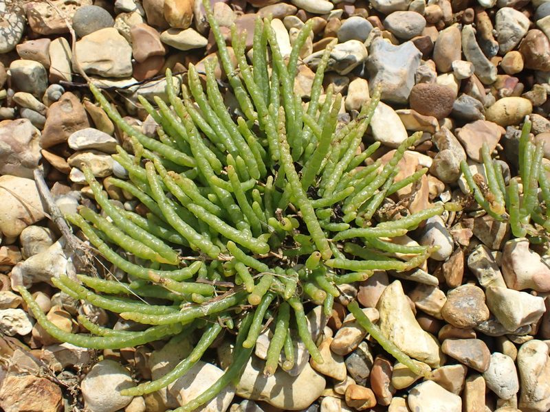 Salicornia procumbens, photographed by Robert H. Wardell