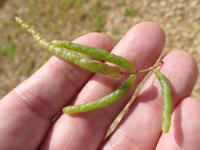 Salicornia procumbens, photographed by Robert H. Wardell
