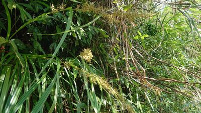Carex cruciata, photographed by 沈玟伶(Wen-Ling Shen)