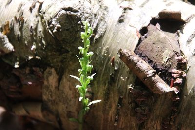 Platanthera aquilonis, photographed by er-birds