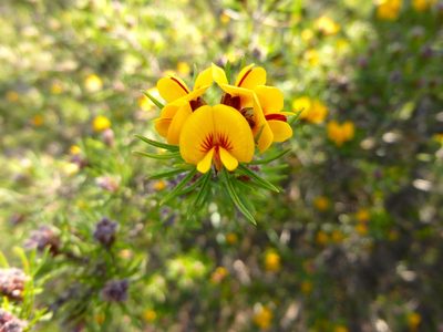Pultenaea mollis, photographed by Kiri Bee