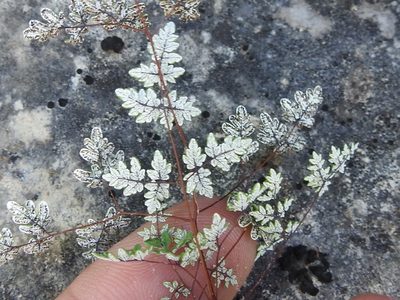 Argyrochosma dealbata, photographed by Sam Kieschnick