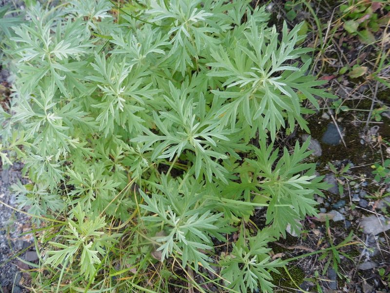 Artemisia umbrosa, photographed by Силаева Татьяна Борисовна