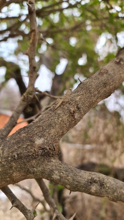 Acanthosyris falcata, photographed by Sol Quipildor