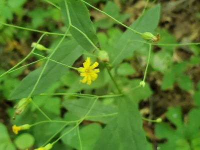 Hieracium paniculatum, photographed by Tom Field