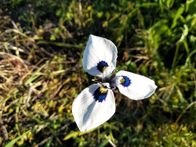 Moraea aristata, photographed by De Waal Hugo