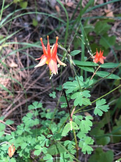 Aquilegia desertorum, photographed by nmoorhatch