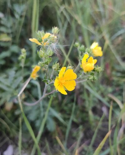 Potentilla tanacetifolia, photographed by Юлия
