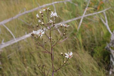 Symphyotrichum boreale, photographed by Quinten Wiegersma