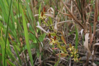 Hypericum kalmianum, photographed by Quinten Wiegersma