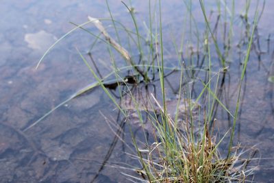Agrostis scabra, photographed by Quinten Wiegersma