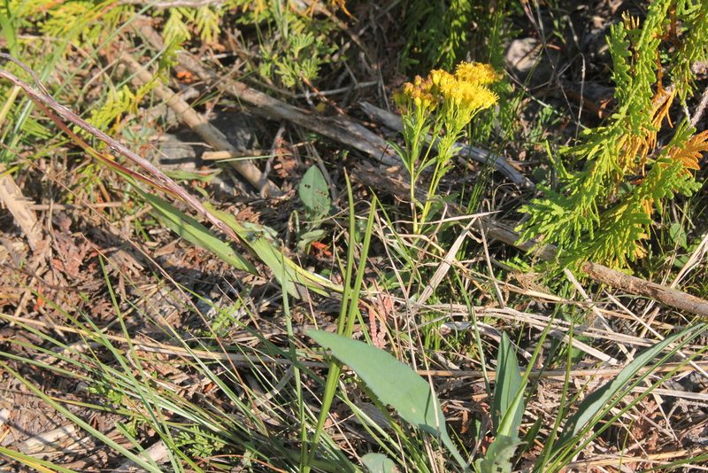 Solidago ohioensis, photographed by Quinten Wiegersma