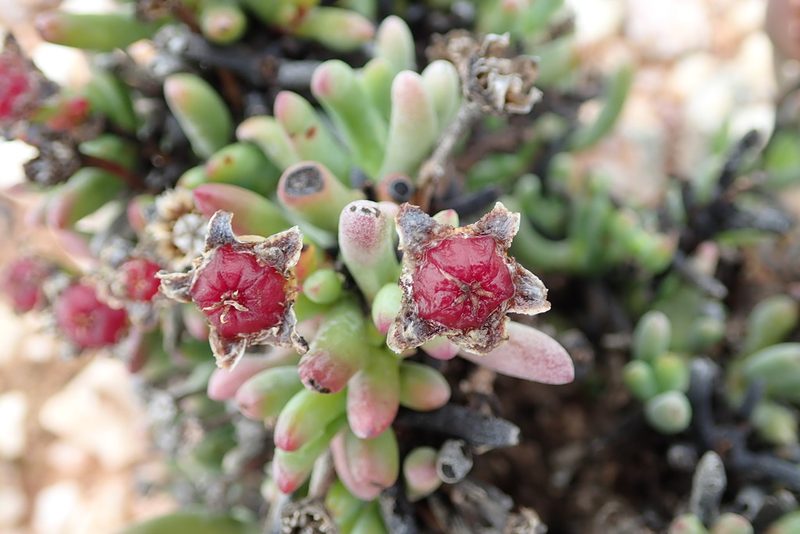 Ruschia aggregata, photographed by Peter Warren