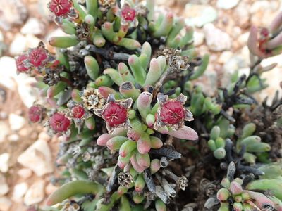 Ruschia aggregata, photographed by Peter Warren