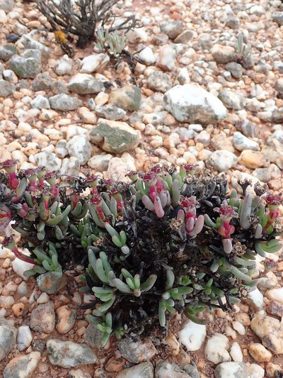 Ruschia aggregata, photographed by Peter Warren