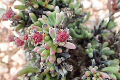 Ruschia aggregata, photographed by Peter Warren