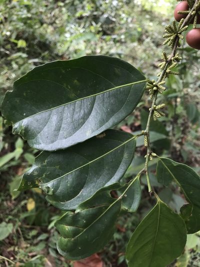 Lacistema aggregatum, photographed by Nicolás Baresch Uribe