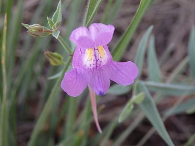 Linaria triornithophora, photographed by Carminda Santos