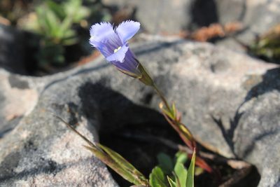Gentianopsis virgata, photographed by Quinten Wiegersma