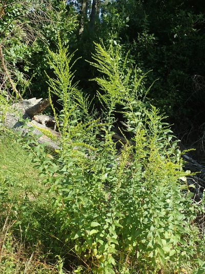Solidago latissimifolia, photographed by John Baur
