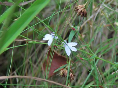 Lobelia nuttallii, photographed by Juan C. Espinosa