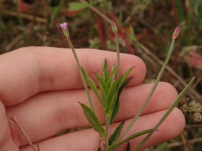 Epilobium parviflorum, photographed by Alexis Tinker-Tsavalas