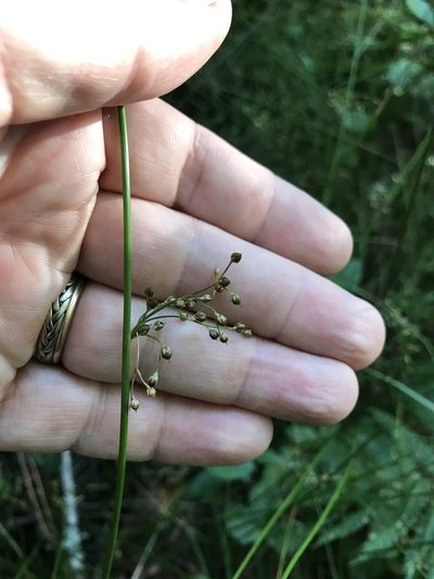 Juncus gymnocarpus, photographed by Alan Weakley