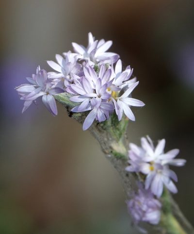 Lessingia leptoclada, photographed by desertnaturalist