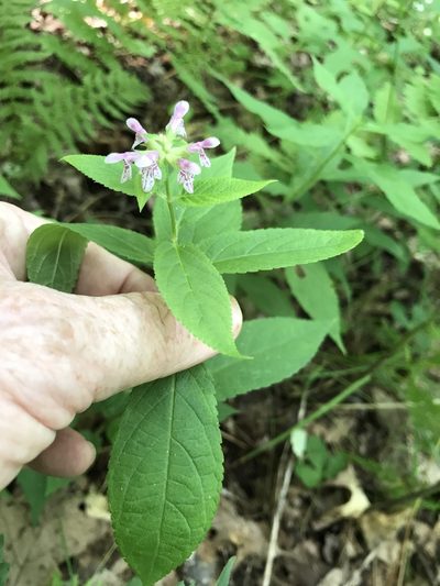 Stachys latidens, photographed by Alan Weakley