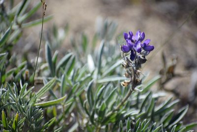 Lupinus kuschei, photographed by Syd Cannings