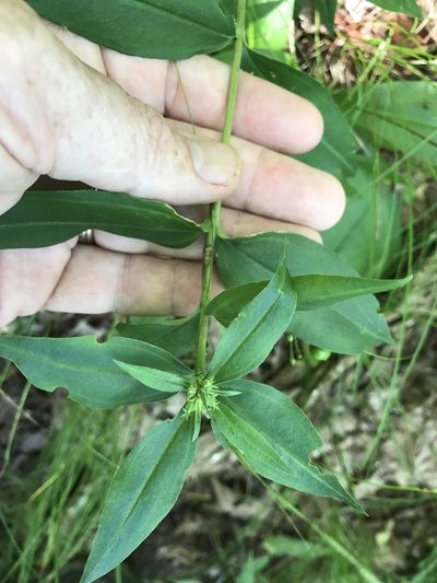 Gentiana decora, photographed by Alan Weakley
