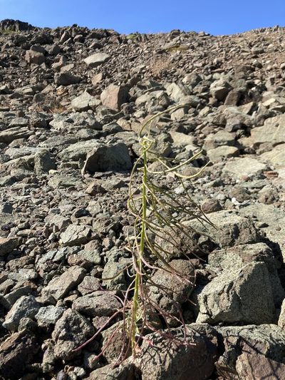 Erysimum arenicola, photographed by Thompson Hyggen