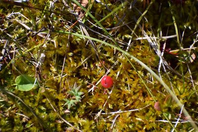 Vaccinium microcarpum, photographed by Syd Cannings