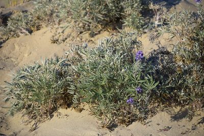 Lupinus kuschei, photographed by Syd Cannings