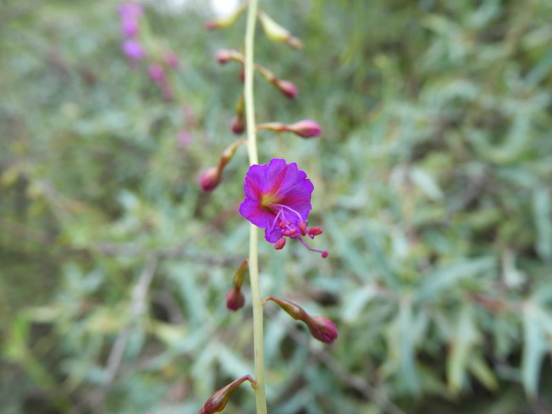 Cyphomeris gypsophiloides, photographed by Leticia Jiménez Hernández