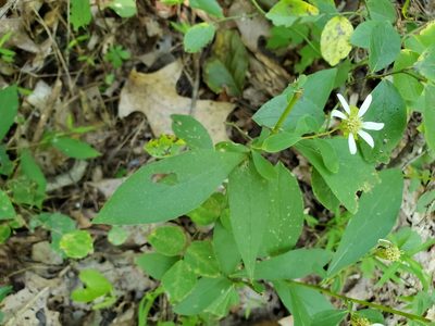 Doellingeria infirma, photographed by Tom Field