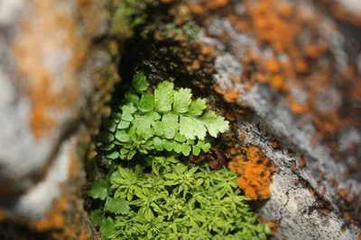 Cryptogramma stelleri, photographed by Quinten Wiegersma