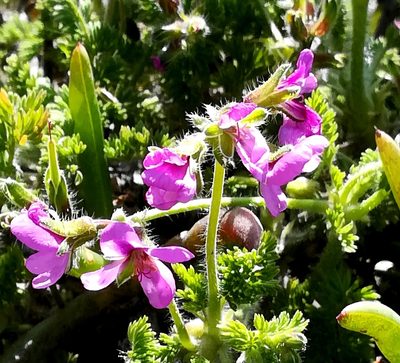Pelargonium hirtum, photographed by flamelily