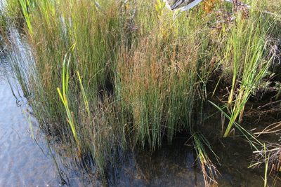 Juncus balticus, photographed by Quinten Wiegersma